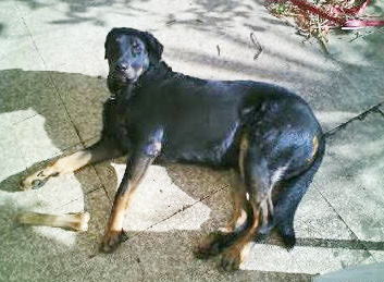 domainedelalicorne.fr photo chien beauceron photo chiot beauceron Elevage de beauceron chiot beauceron pure race élevage du clos de la licorne elevage des gardiens de la licorne elevage beauceron noir et feu authentique gros gabarits élevage de Beauceron familial sérieux et qualité domainedelalicorne.fr suivi des chiots conseil d’éducation chiot propre bas rouge santé caractère spécialiste du beauceron noir et feu ou arlequin chien rustique berger de France  nos chiots sont élevés avec amour et attention notre passion au service de la qualité Beauceron de qualité et sportif domaine de la licorne 04380 BARRAS élevage en liberté éleveur berger de beauce élevage de beauceron de travail 06 11 20 51 93 site domainedelalicorne.fr mail domainedelalicorne@gmail.com
